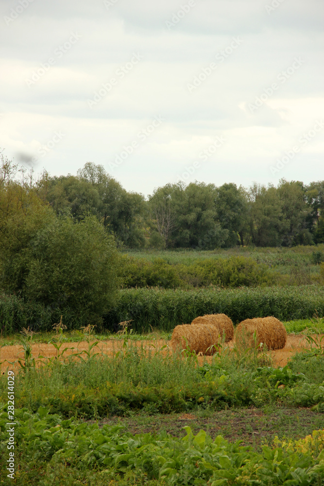 hay rolls at the end of the summer