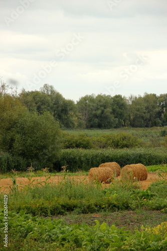 hay rolls at the end of the summer