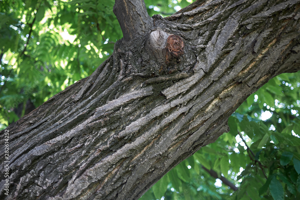 Obraz premium Pterocarya fraxinifolia trunk 
