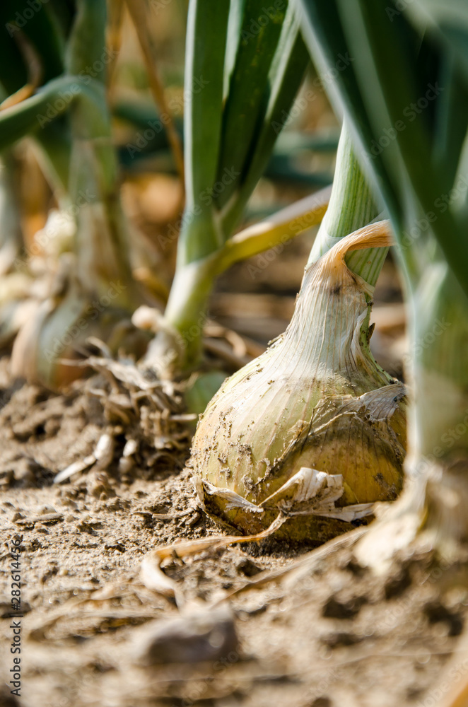 Obraz premium Zwiebelfeld