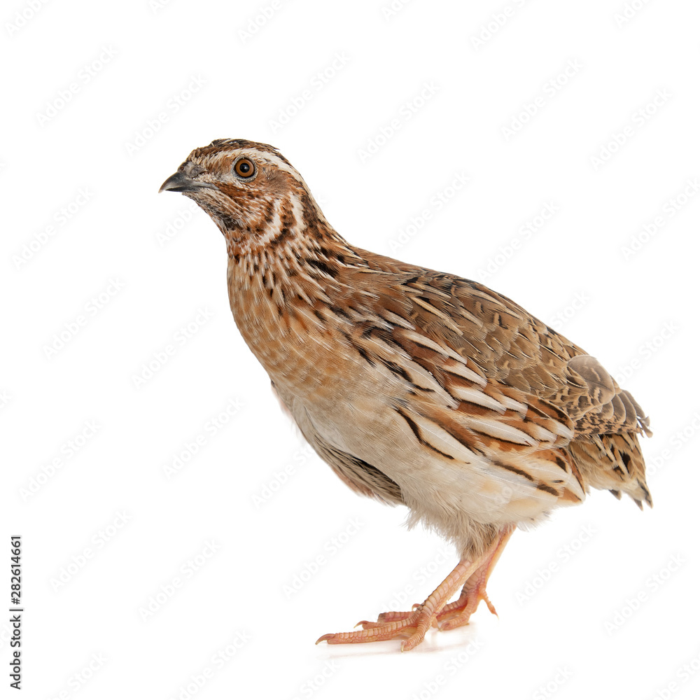 Obraz premium Wild quail, Coturnix coturnix, isolated on a white background