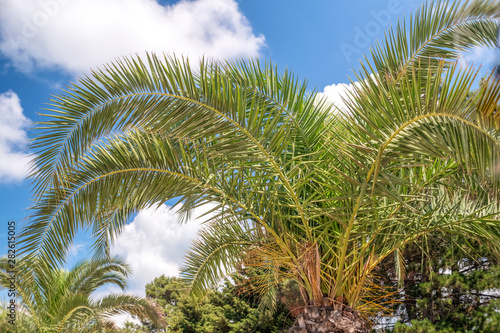 green palm trees  bushes against a blue sky with clouds  beautiful nature. Background