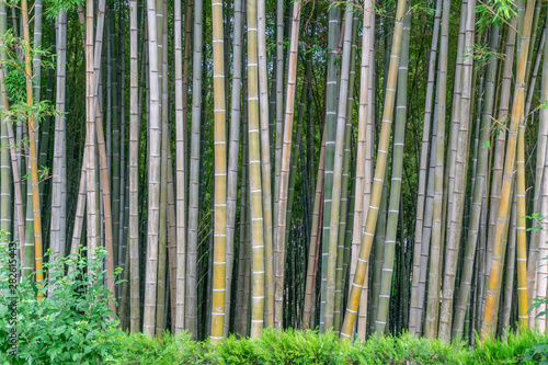 green  high bamboo grove in the park on a sunny day  Batumi  Georgia