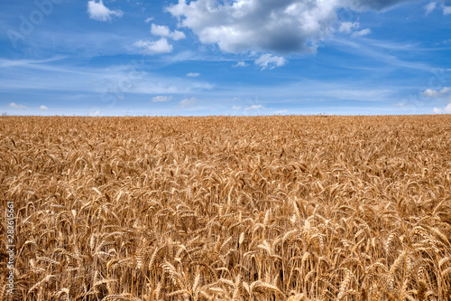 Beautiful summer landscape with blue sky and white clouds above a huge grainfield with ripe golden wheat