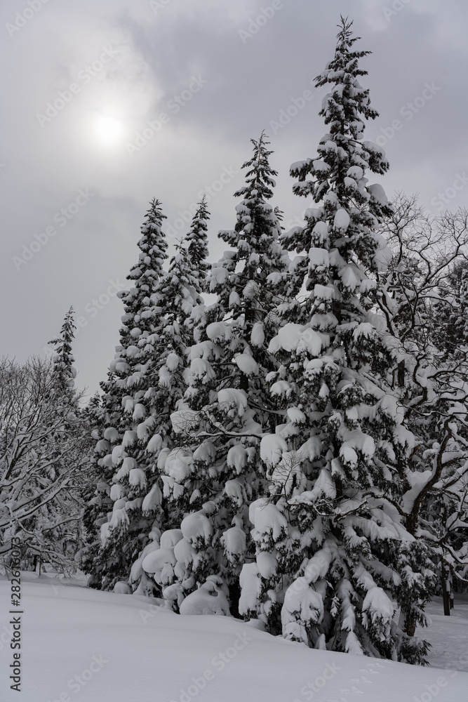 Fototapeta premium 雪深い森