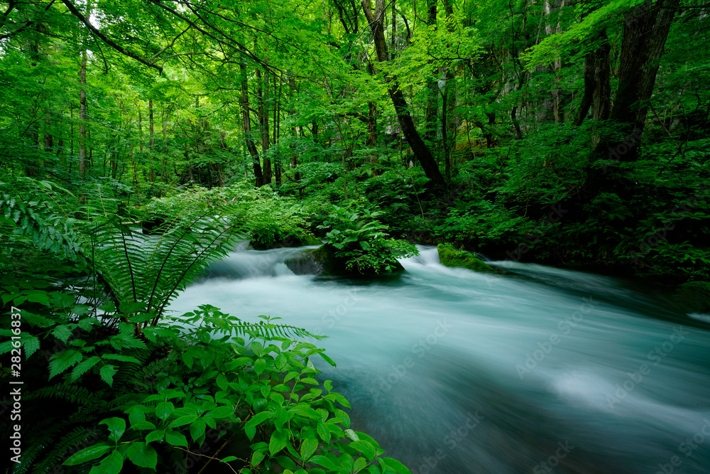 Fototapeta premium river and forest in spring