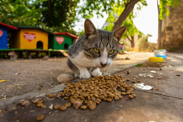 Portrait of street homeless cat eating food at special place outdoor where people helping cats to survive. Wide low angle horizontal color photography.