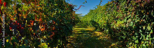 Fototapeta Naklejka Na Ścianę i Meble -  wonderful vineyard of Lambrusco Grasparossa in panoramic format, made in the province of Modena ITALY in the hills of Castel Vetro / Levizzano, where the famous Lambrusco Grasparossa is produced