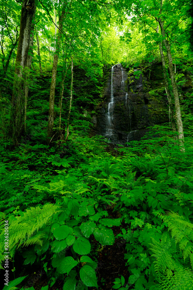 stream in forest stream in forest