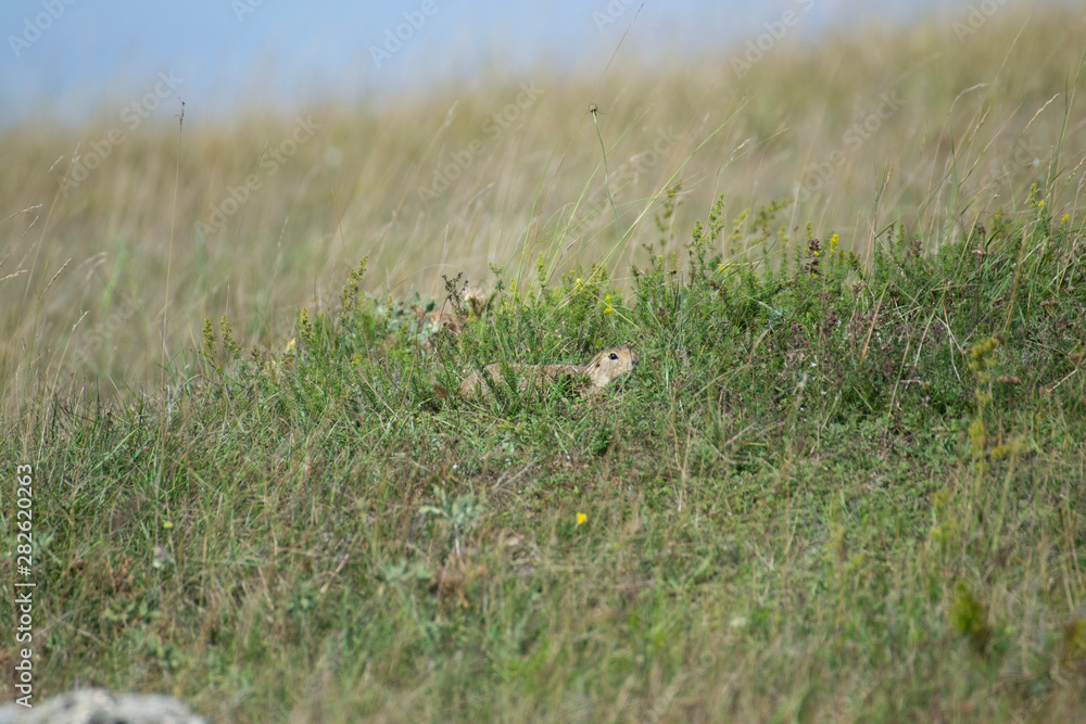 Ground-squirrel hiding on the meadow Ground-squirrel hiding on the meadow
