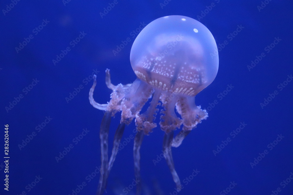 jellyfish on blue background jellyfish on blue background