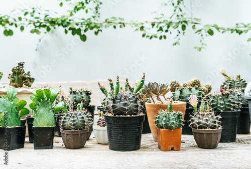 Fototapeta Naklejka Na Ścianę i Meble -  beautiful cactus in pot