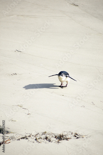 Little blue penguin (Eudyptula minor) walking to its nest on the beach, Catlins NP, South Island New Zealand photo