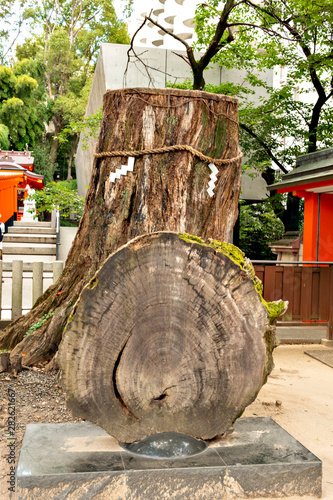 Sacred tree of Ikuta shrine in Kobe, Japan photo