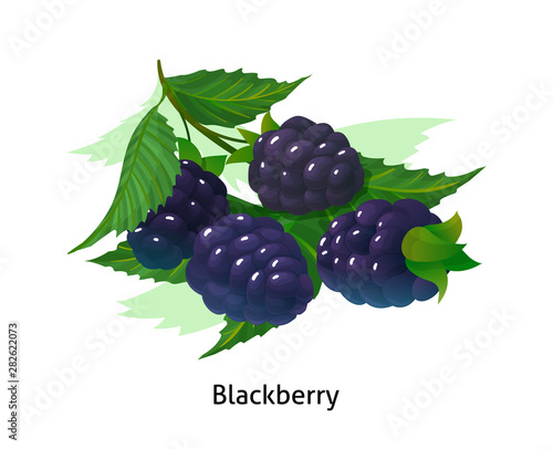 Ripe berries bunch blackberry with stem and leaf.