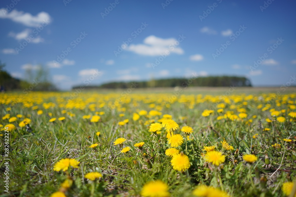 Dandelion field in the spring Dandelion field in the spring