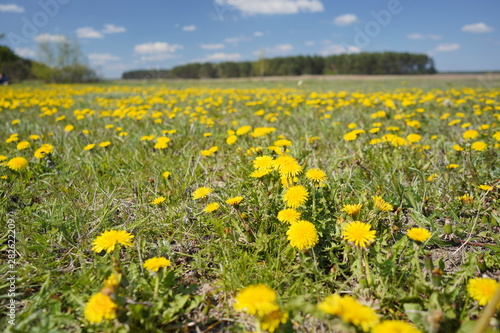 Dandelion field in the spring © muchomoros