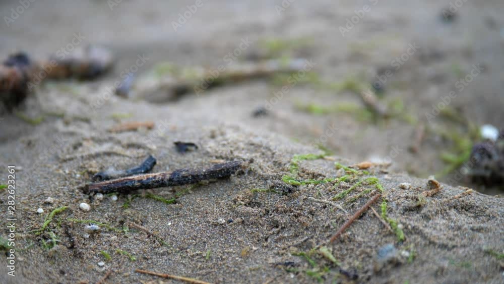 Sand Flea_1 Sand Flea_1