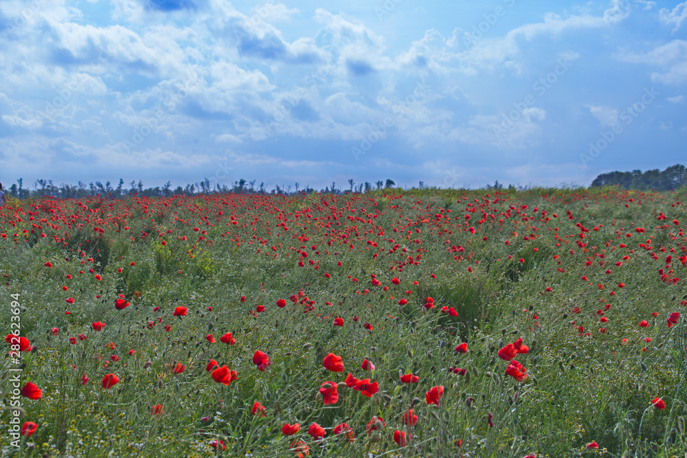 Obraz premium summer field in clear weather with blooming poppies