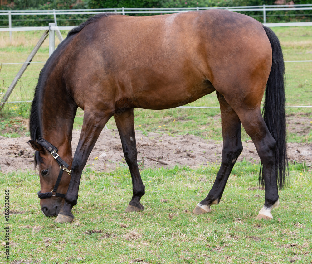 Portrait Fotografie von einem Pferd beim Grasen auf der Weide Portrait Fotografie von einem Pferd beim Grasen auf der Weide