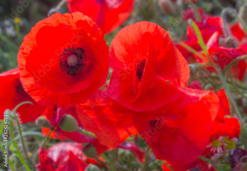 summer field in clear weather with blooming poppies