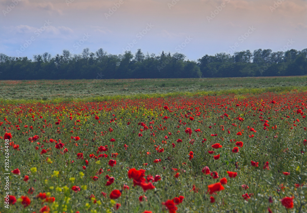 summer field in clear weather with blooming poppies
