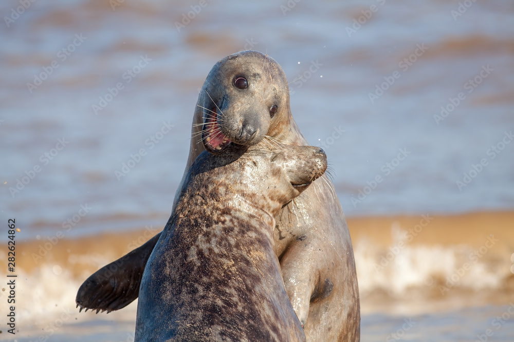 Fototapeta premium Having fun. Funny animal meme image. Love joy and laughter.
