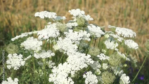 Wild cumin sways in the wind on a rustic field. Carum carvi