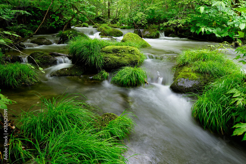 small waterfall in the forest