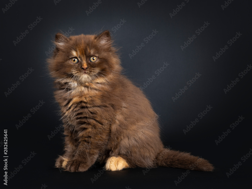 Cute brown tortie British Longhair cat kitten, sitting side ways. Looking at camera with developping orange eyes. Isolated on black background. - obrazy, fototapety, plakaty 