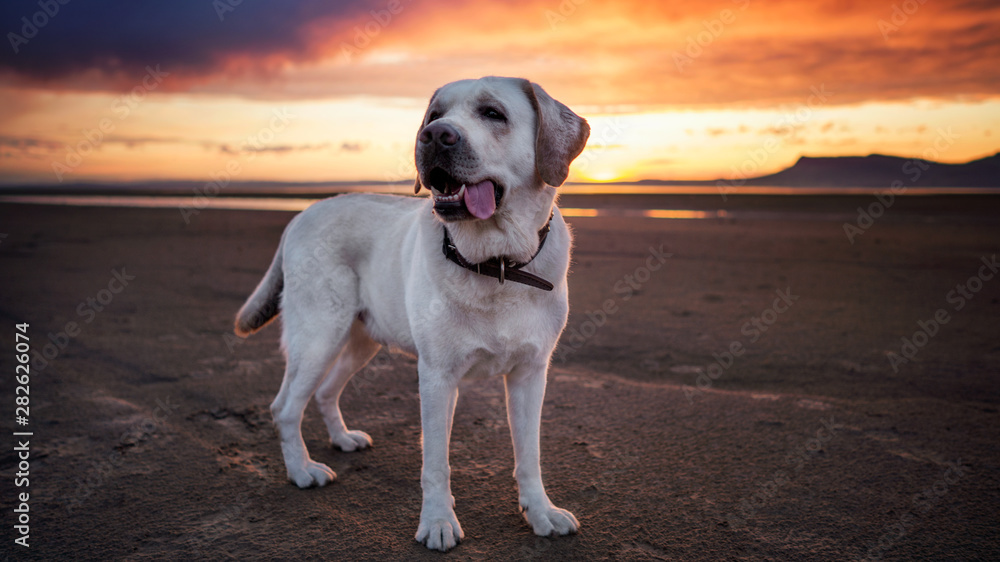 white labrador dangling tongue stands in the sand at a beautiful sunset white labrador dangling tongue stands in the sand at a beautiful sunset
