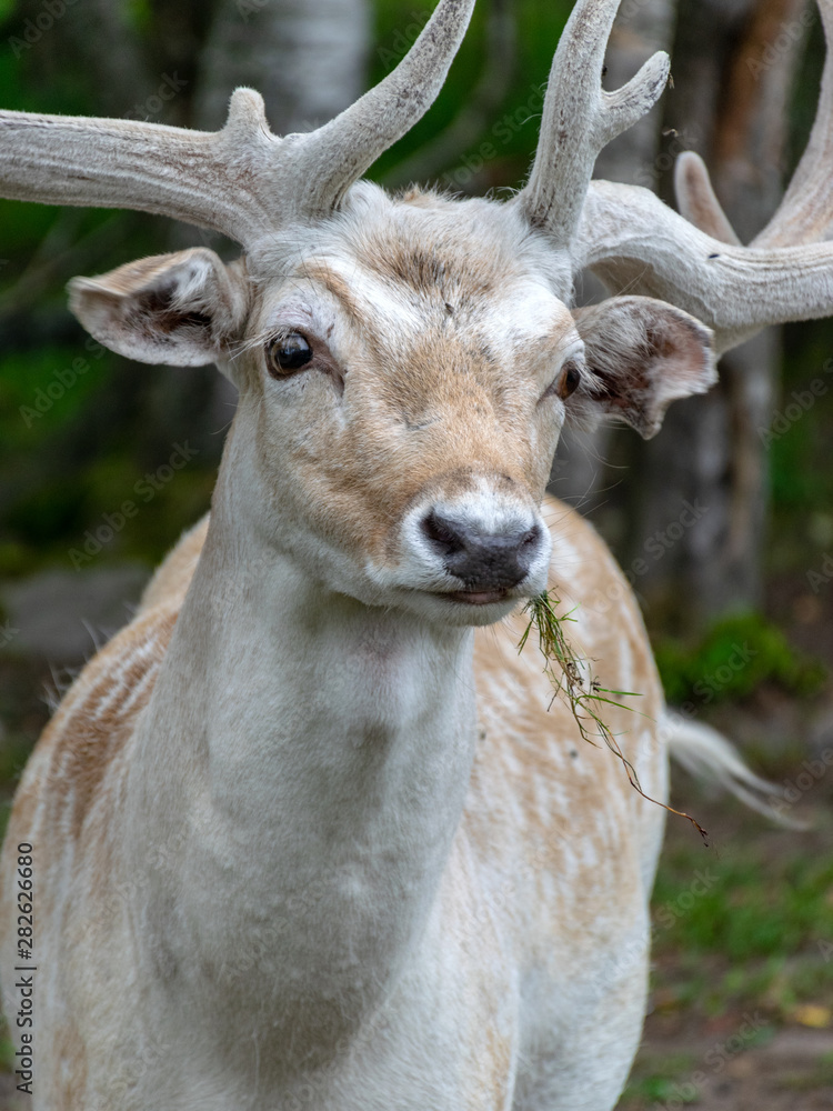 beautiful deer portrait, big horns on head, deer garden, Latvia