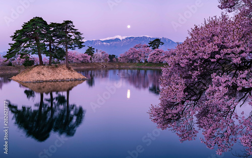 cherry blossom with full moon