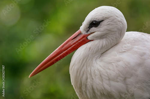 Close up of the head of a stork