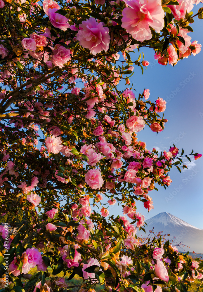 pink flowers with fuji