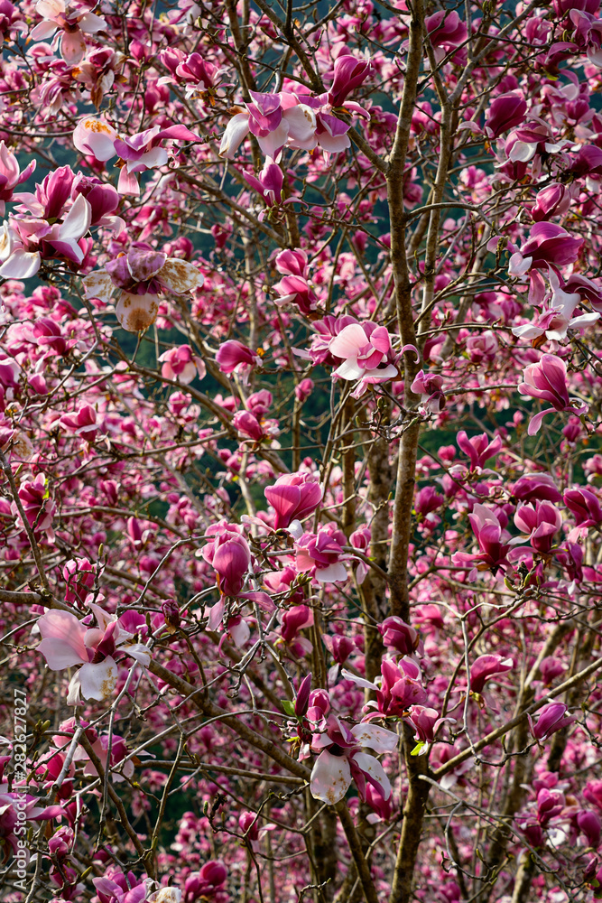 pink flowers in a temple garden