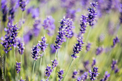 Lavender flower green meadow summer background. © Paweł Michałowski