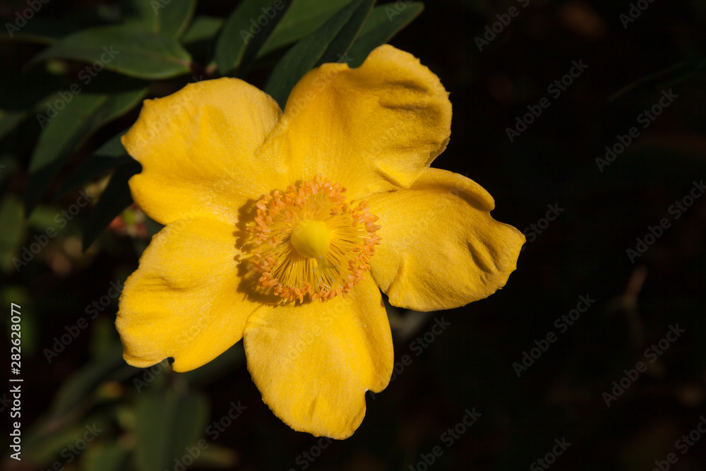 St John's Wort 'Hidcote' Plant illuminated by late afternnon sunlight St John's Wort 'Hidcote' Plant illuminated by late afternnon sunlight