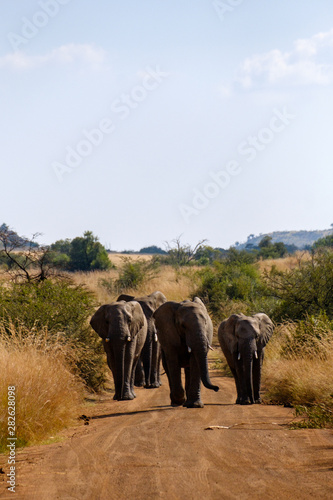 Elephants on the road