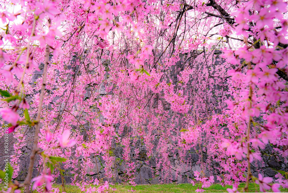 background of pink flowers