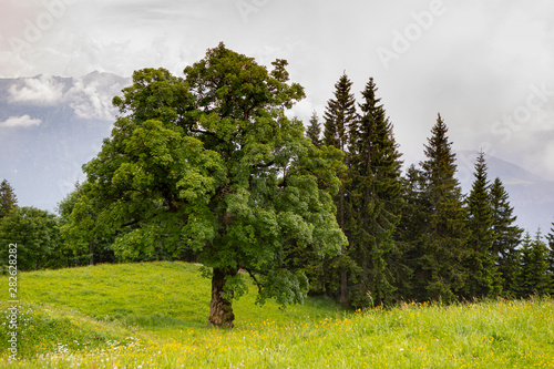 single standing lush green tree with a conifer forest in the background an a meadow with wildflowers on the foreground