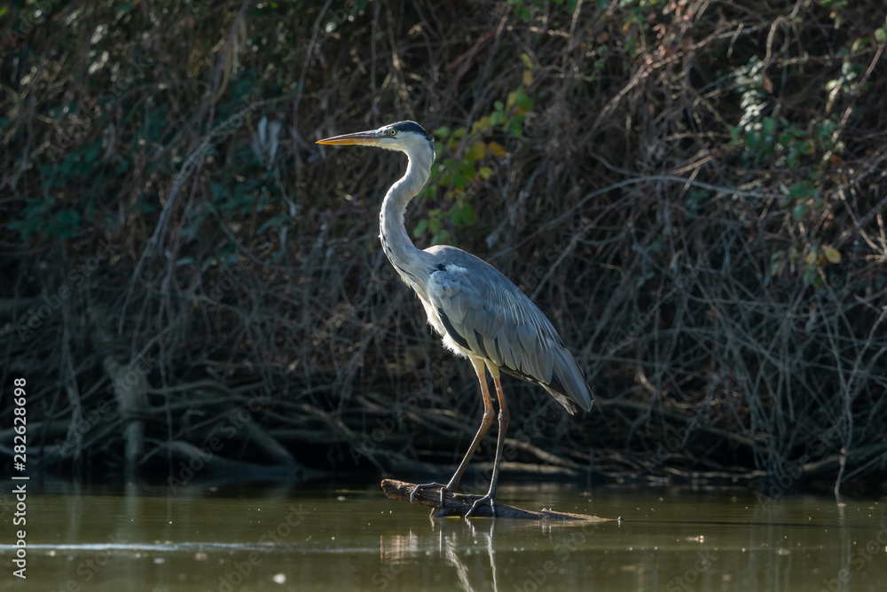 Garcilla Real waiting at his innkeeper to fish in the river Garcilla Real waiting at his innkeeper to fish in the river
