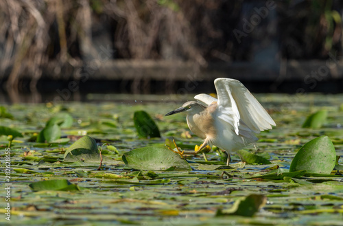 Crawfish crawfish in motion looking for suitable area to fish in the river photo