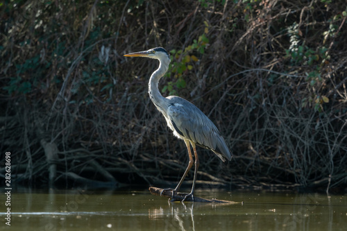 Garcilla Real waiting at his innkeeper to fish in the river