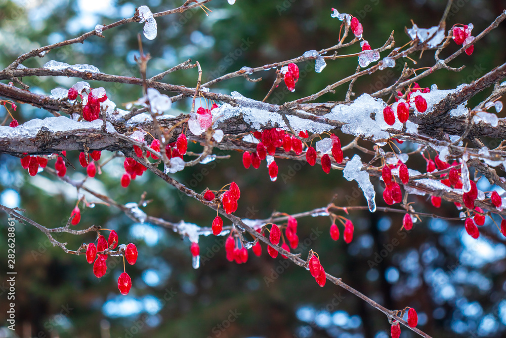 Frozen snow on branches of Cornlian cherry(Cornus officinalis).