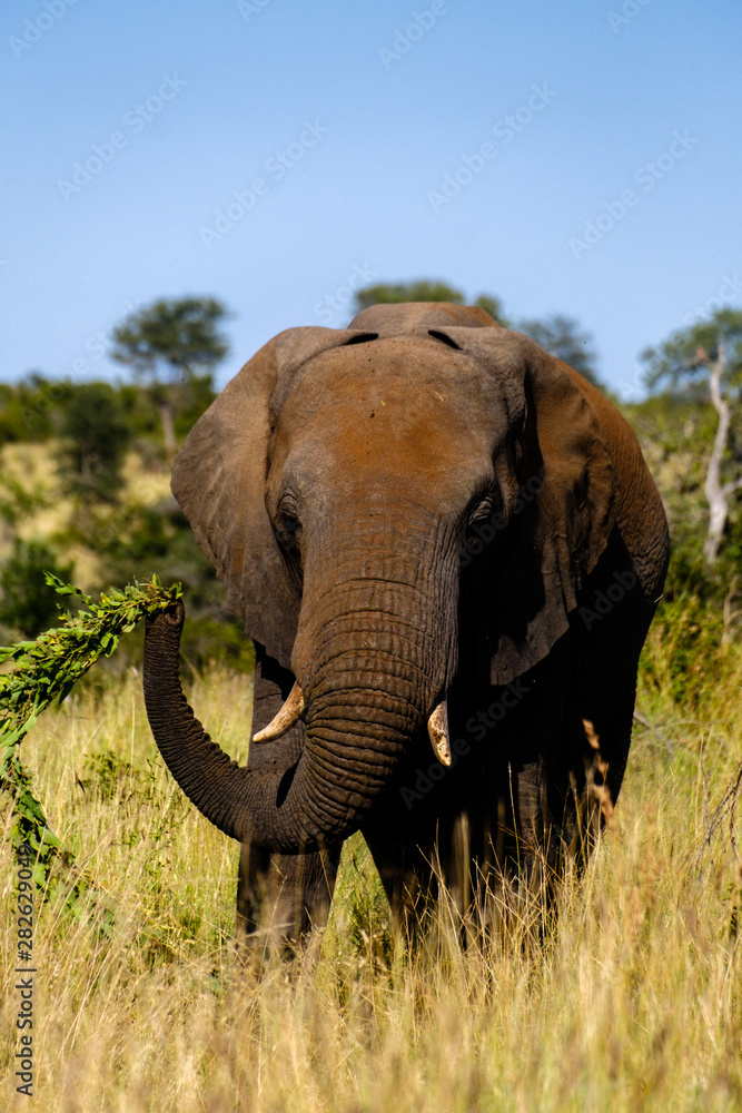 Fototapeta premium Elephant up close