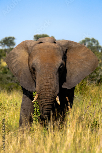 Elephant up close