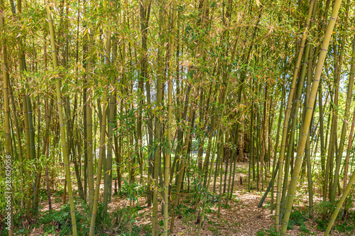 Italy  Naples  botanical garden  bamboo bush