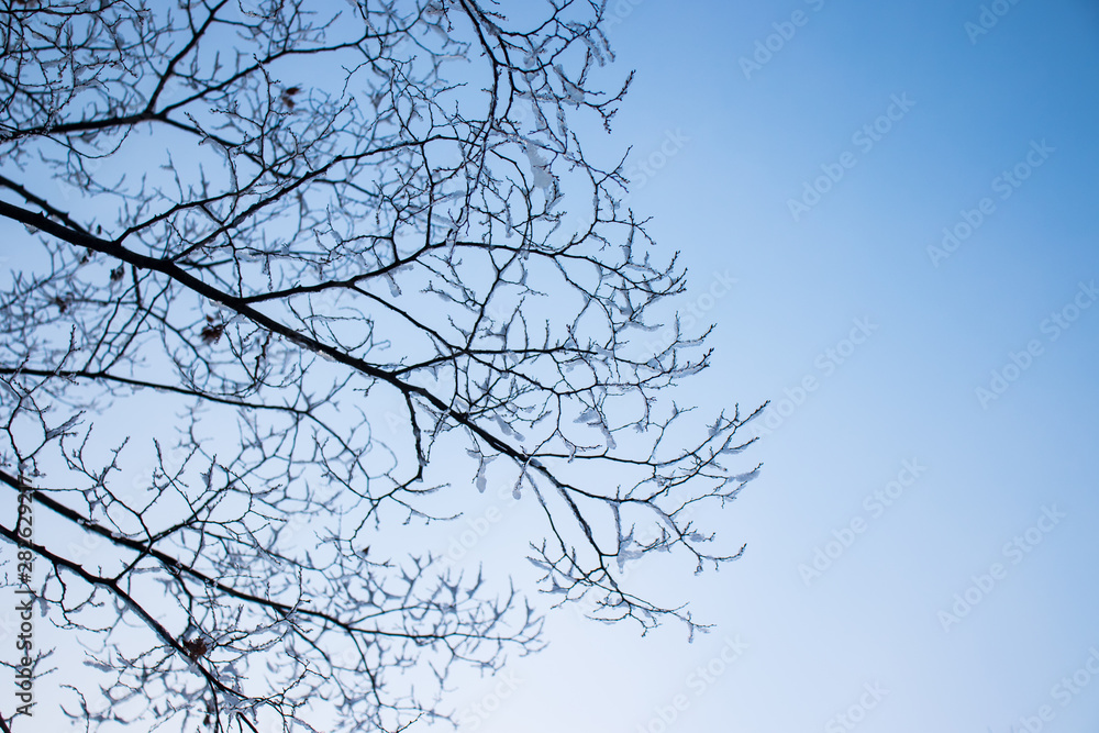 Frozen snow on bare branches of tree with evening sky. Frozen snow on bare branches of tree with evening sky.