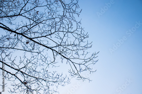 Frozen snow on bare branches of tree with evening sky.